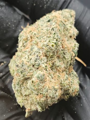 Dynasty Og Strain