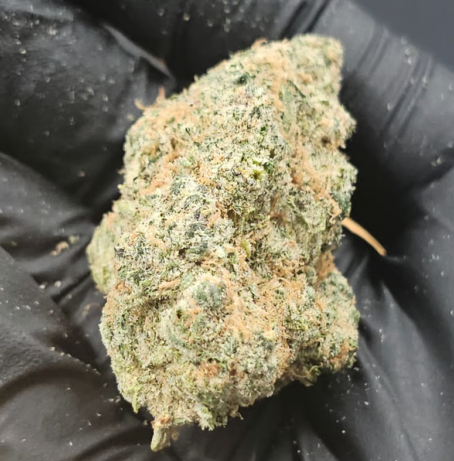 Dynasty Og Strain
