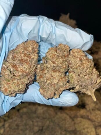 Purple Dawg Strain
