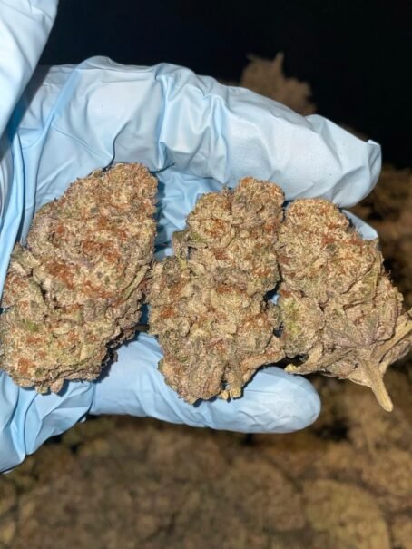 Purple Dawg Strain