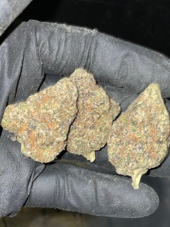 GORILLA GLUE