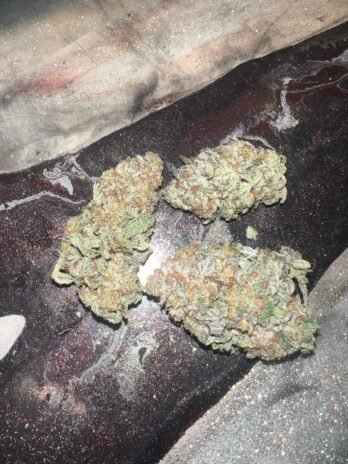 Sherblato Strain