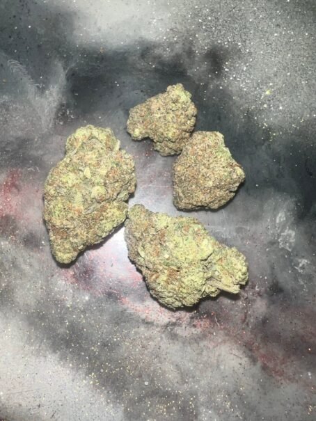 gelato king strain